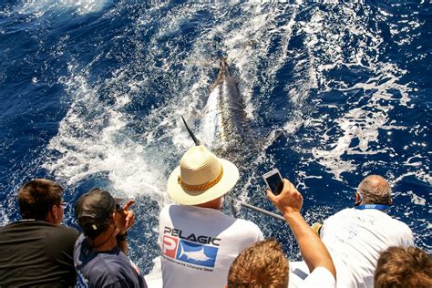 marlin fishing holidays madeira|Marlin Fishing .